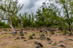 Lava stones, park with palm and casuarina trees, Cap Méchant, La Réunion, Fanzösiches overseas territory, France, Africa, Indian Ocean Lava stones, park with palm and casuarina trees, Cap Méchant, La Réunion, Fanzösiches overseas territory, France, Africa, Indian Ocean