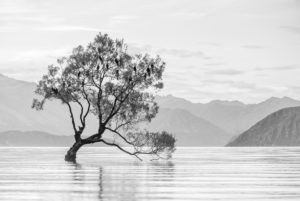 Black and white shot of the Wanaka tree, Wanaka Lake, Otago, New Zealand Black and white shot of the Wanaka tree, Wanaka Lake, Otago, New Zealand