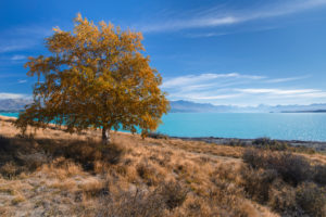 Autumn tree on the shores of Lake Pukaki with Mt Cook in the background, Canterbury, New Zealand Autumn tree on the shores of Lake Pukaki with Mt Cook in the background, Canterbury, New Zealand
