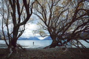 Angler on Lake Ohau framed by two trees with mountains in the background, Lake Ohau, Canterbury, New Zealand Angler on Lake Ohau framed by two trees with mountains in the background, Lake Ohau, Canterbury, New Zealand