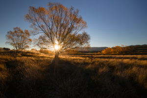 Autumn landscape at golden hour with sun star, Tekapo, Canterbury, New Zealand Autumn landscape at golden hour with sun star, Tekapo, Canterbury, New Zealand