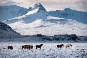 Herd of Icelandic horses in front of snowy mountain landscape, Vesturland, Iceland Herd of Icelandic horses in front of snowy mountain landscape, Vesturland, Iceland