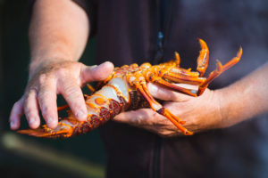 Ficher explains the anatomy of a crawfish, Kaikoura, Canterbury, New Zealand Ficher explains the anatomy of a crawfish, Kaikoura, Canterbury, New Zealand