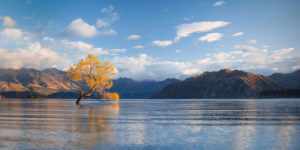 Tree in Lake Wanaka with autumn colors just after sunrise, Wanaka, Otago, New Zealand Tree in Lake Wanaka with autumn colors just after sunrise, Wanaka, Otago, New Zealand