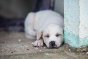 Asia, Thailand, Ko Samui, street dog, puppy, sleeping, Asia, Thailand, Ko Samui, street dog, puppy, sleeping,