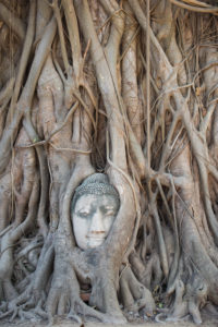 Asia, Thailand, Wat Mahathat Ayutthaya, Buddha's head, Banyan tree, ingrown, Asia, Thailand, Wat Mahathat Ayutthaya, Buddha's head, Banyan tree, ingrown,