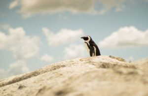 Penguin, South Africa Penguin, South Africa