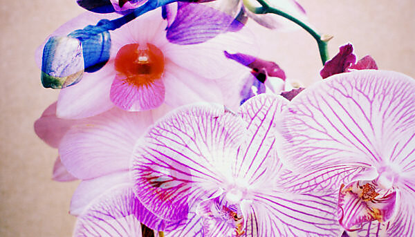 Orchids blossoming