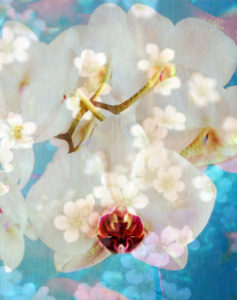 Composing with white and pink blossoms infront of blue background, 