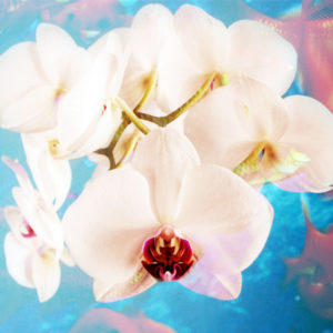 Composing with white orchid blossoms infront of blue background, 