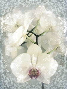Composing, white orchid framed by floral pattern, 