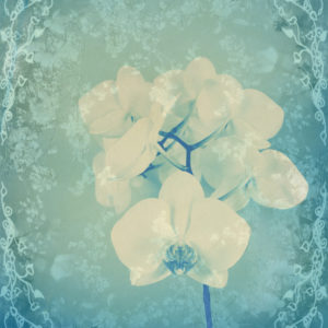 Composing, white orchid framed by floral pattern, 