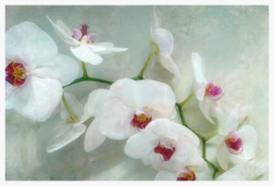 Composing of a white orchid with lucent texture,