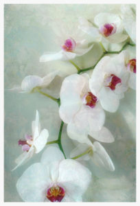 Composing of a white orchid with lucent texture,
