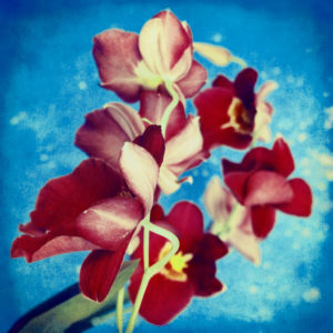 portrait of red Miltonia Orchid on blue background, 