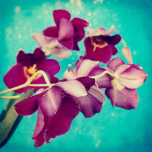 portrait of purple Miltonia Orchid on turqoise background, 