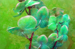 blooming orchids in green tones on green floral ornament backgound, 