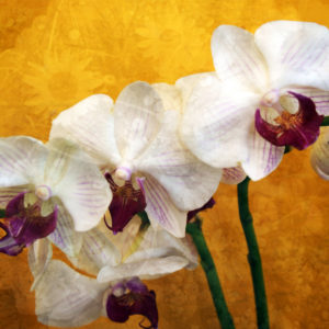 A colorful Floral Montage of white purple orchids 