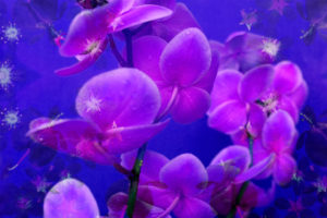 purple orchids in lavender blue moody light with shining stars from little blossoms