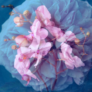 A delicate Floral Montage from blooming orchids and rose