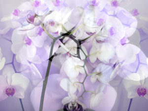 A Floral Montage