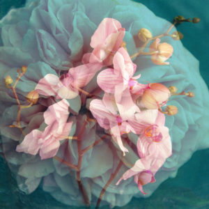 A delicate Floral Montage from blooming orchids and rose
