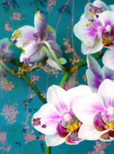A Floral Montage