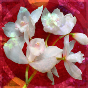 Photomontage of a white Orchidaceae on red floralen ornament with circle