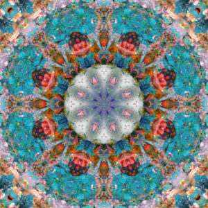 Mandala of flower photographies Mandala of flower photographies