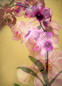Orchids, blossoming, multiple exposure