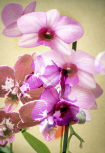 Orchids blossoming