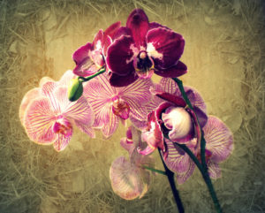 Orchids blossoming with texture