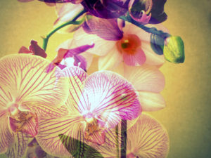 Orchids, blossoming, yellow, pink, violet