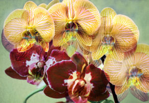 blossoming orchids blossoming orchids
