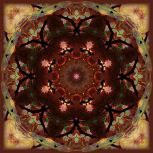 Mandala of orchids