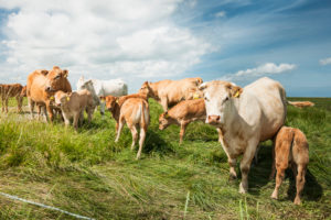 Agriculture, animal husbandry, herd of cows on pasture, cattle breed Charolais, with calves
