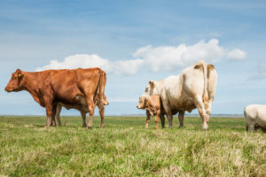 Agriculture, animal husbandry, Ostfriesland, herd of cows on the dike, cattle breed Charolais, with calves