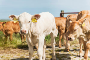 Agriculture, animal husbandry, calves in the pasture, cattle breed Charolais Agriculture, animal husbandry, calves in the pasture, cattle breed Charolais