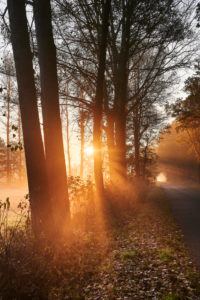 Deutschland, Niedersachsen, Lüneburger Heide, Brietlingen, Lüdershausen, Weg zum Reihersee, Wald, Sonnenaufgang, Nebel, Lichteinfall Deutschland, Niedersachsen, Lüneburger Heide, Brietlingen, Lüdershausen, Weg zum Reihersee, Wald, Sonnenaufgang, Nebel, Lichteinfall