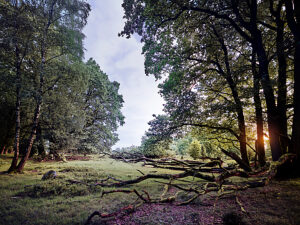 Landscape, romantic natural scenery, at sunrise in the Lüneburg Heath Nature Park, path to the Totengrund basin, tall trees and gnarled branches on the ground