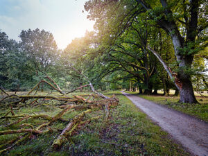 Landscape, romantic natural scenery, at sunrise in the Lüneburg Heath Nature Park, path to the Totengrund basin, old trees and gnarled branches on the ground