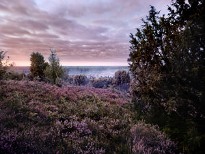 Landscape, romantic natural scenery, at sunrise in the Lüneburg Heath Nature Park, blooming heather on the path through the Steingrund to the Totengrund basin, morning mist
