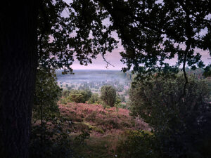 Landscape, romantic natural scenery, at sunrise in the Lüneburg Heath Nature Park, blooming heather on the path through the Steingrund to the Totengrund basin, morning mist