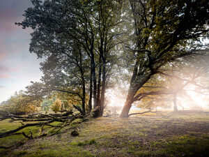 Landscape, romantic natural scenery, at sunrise in the Lüneburg Heath, old trees on the way to the Totengrund basin in the morning mist