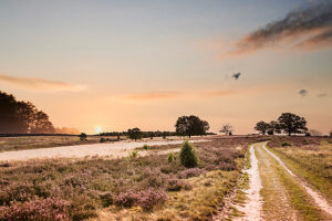 Landscape, romantic natural scenery, at sunrise in the Lüneburg Heath, field path along the heathland, the sun comes over the horizon