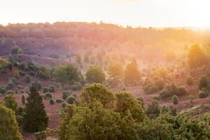Landscape, romantic natural scenery, at sunrise in the Lüneburg Heath, Totengrund basin, blooming heathland and junipers