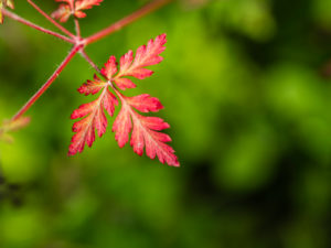 Red delicate autumn leaf in front of green background Red delicate autumn leaf in front of green background