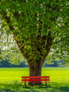 Rote Parkbank unter Baum Rote Parkbank unter Baum