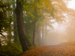 Herbstlicher Nebelwald Herbstlicher Nebelwald