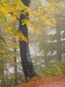 Herbstlicher Nebelwald Herbstlicher Nebelwald
